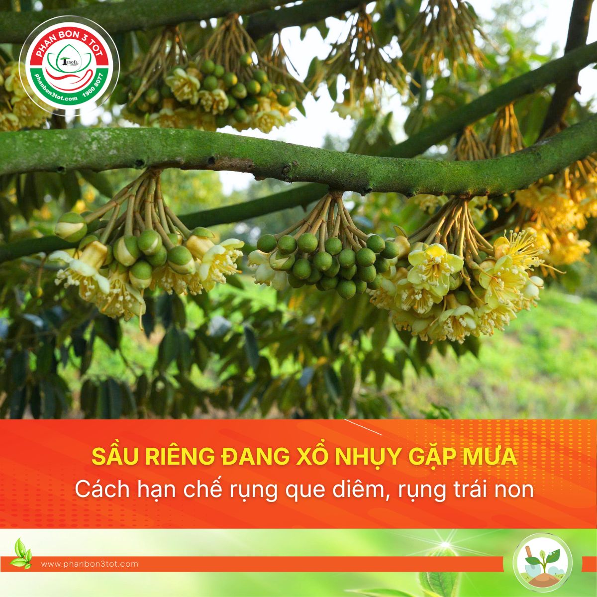 SẦU RIÊNG ĐANG XỔ NHỤY GẶP MƯA – CÁCH XỬ LÝ TRÁNH RỤNG QUE DIÊM, RỤNG TRÁI NON?