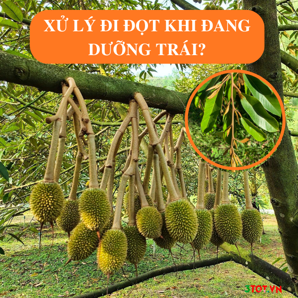 Xử Lý Đi Đọt Khi Đang Dưỡng Trái Non Sầu Riêng Như Thế Nào? Xử Lý Đi Đọt Khi Đang Dưỡng Trái Non Sầu Riêng Như Thế Nào?