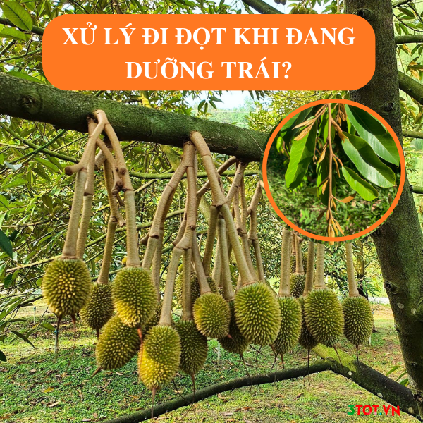 Xử Lý Đi Đọt Khi Đang Dưỡng Trái Non Sầu Riêng Như Thế Nào?