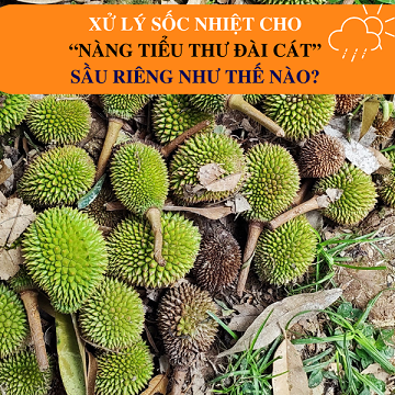 Xử Lý Sốc Nhiệt Cho Sầu Riêng Như Thế Nào?