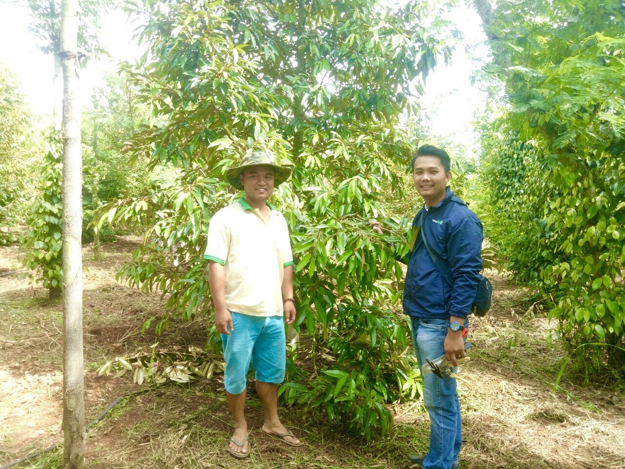 PHỤC HỒI VƯỜN SẦU RIÊNG LỠ CỔ RỄ CẤP ĐỘ 3 - Tp. BUÔN MA THUỘT PHỤC HỒI VƯỜN SẦU RIÊNG LỠ CỔ RỄ CẤP ĐỘ 3 - Tp. BUÔN MA THUỘT