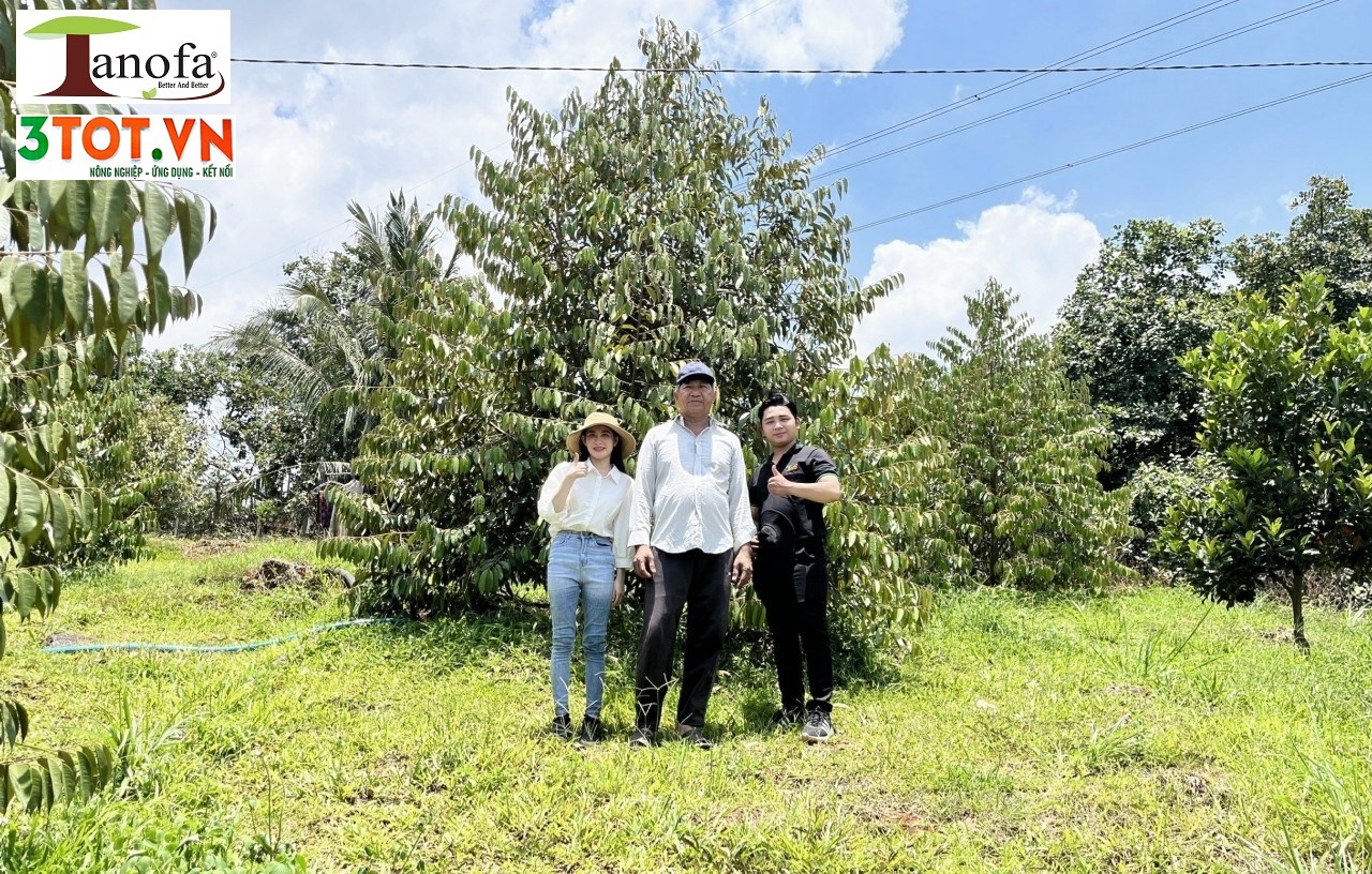 Phục Hồi Vườn Sầu Riêng Nấm Hồng,Thối Rễ l Phanbon3tot.com l CTY 3Tốt Phục Hồi Vườn Sầu Riêng Nấm Hồng,Thối Rễ l Phanbon3tot.com l CTY 3Tốt