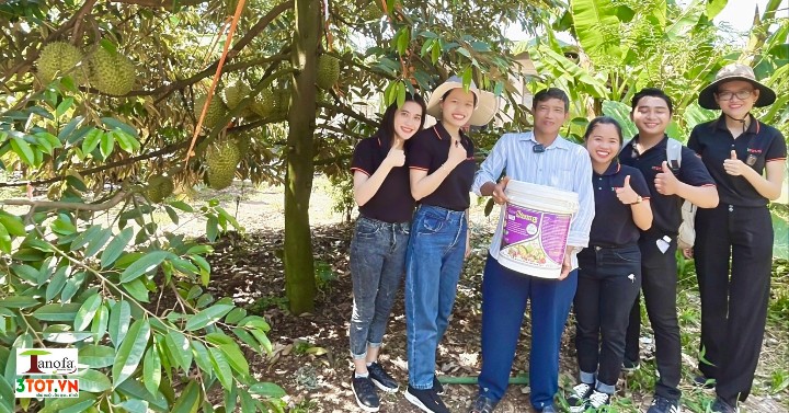 SẦU RIÊNG XÌ MỦ, CHỔI CHÀ ĐƯỢC PHỤC HỒI SAU 2 THÁNG -  HỮU CƠ 3 TỐT SẦU RIÊNG XÌ MỦ, CHỔI CHÀ ĐƯỢC PHỤC HỒI SAU 2 THÁNG -  HỮU CƠ 3 TỐT