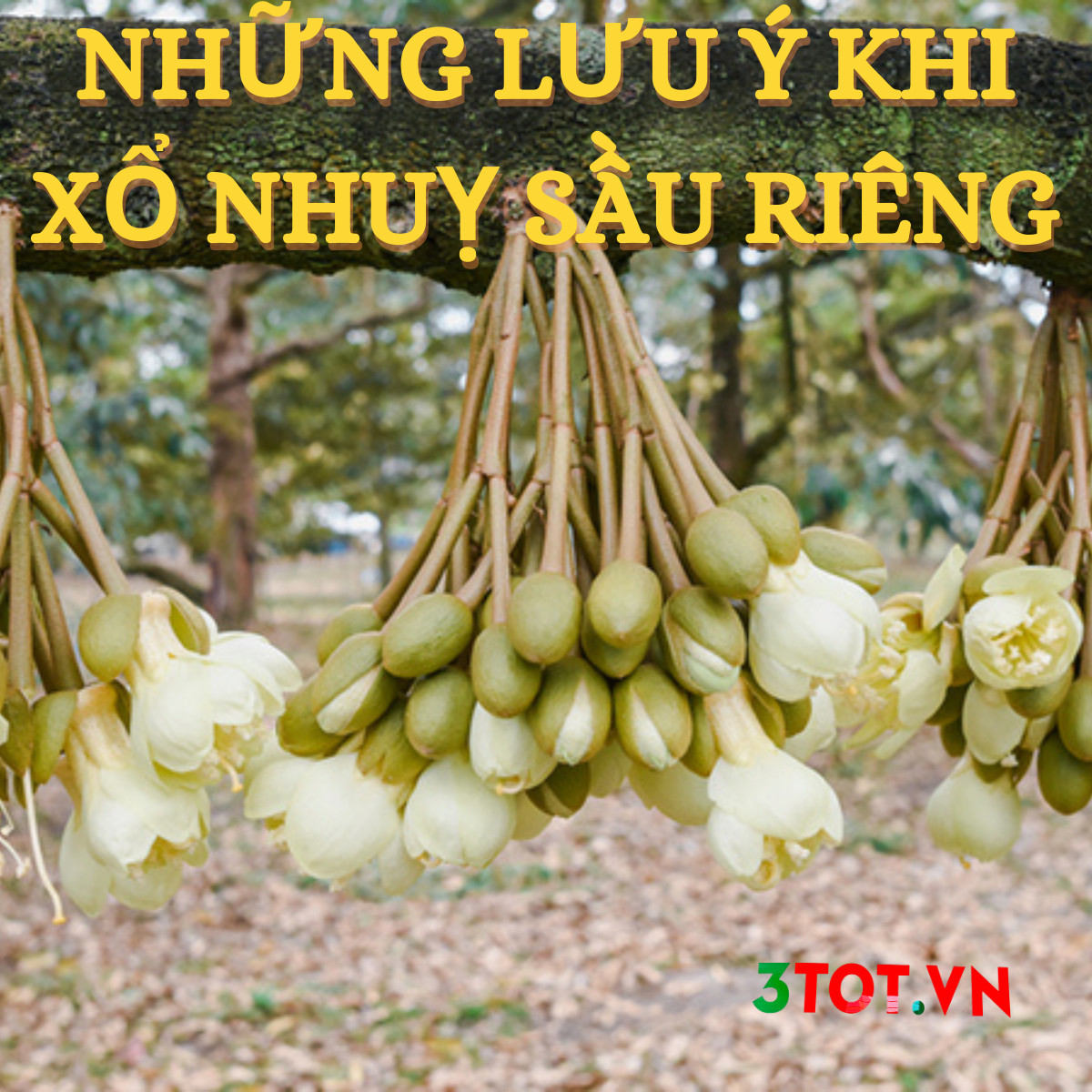 Sầu Riêng Bước Vào Giai Đoạn Xổ Nhuỵ Cần Lưu Ý Những Gì?