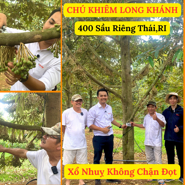 Làm Bông Sầu Riêng - Xổ Nhuỵ Không Chặn Đọt, Ra Bông Tự Nhiên Không Paclo Làm Bông Sầu Riêng - Xổ Nhuỵ Không Chặn Đọt, Ra Bông Tự Nhiên Không Paclo