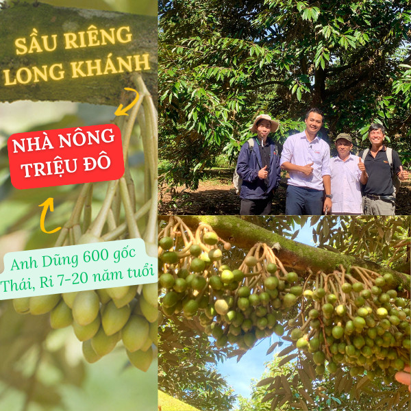 Chăm Sóc Sầu Riêng Thái, Ri6 Cây 20 Năm Tuổi Như Thế Nào? Chăm Sóc Sầu Riêng Thái, Ri6 Cây 20 Năm Tuổi Như Thế Nào?