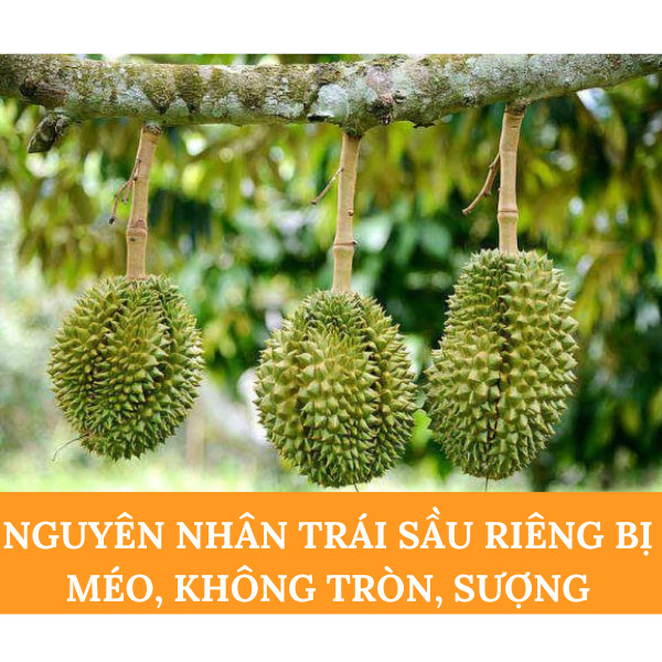 Nguyên Nhân Trái Sầu Riêng Bị Méo, Không Tròn, Sượng?