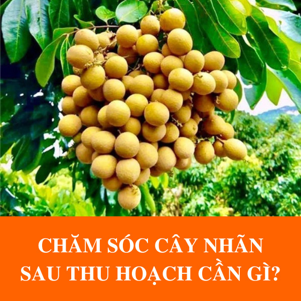 Chăm Sóc Cây Nhãn Sau Thu Hoạch Cần Gì?