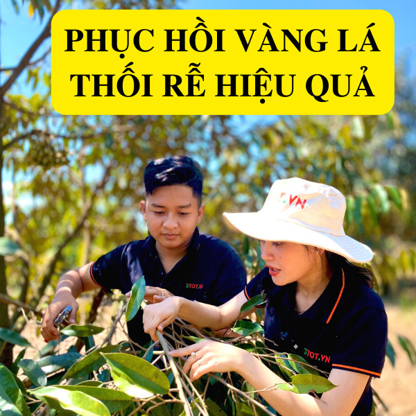 Cách Phục Hồi Vàng Lá Thối Rễ Hiệu Quả Cách Phục Hồi Vàng Lá Thối Rễ Hiệu Quả