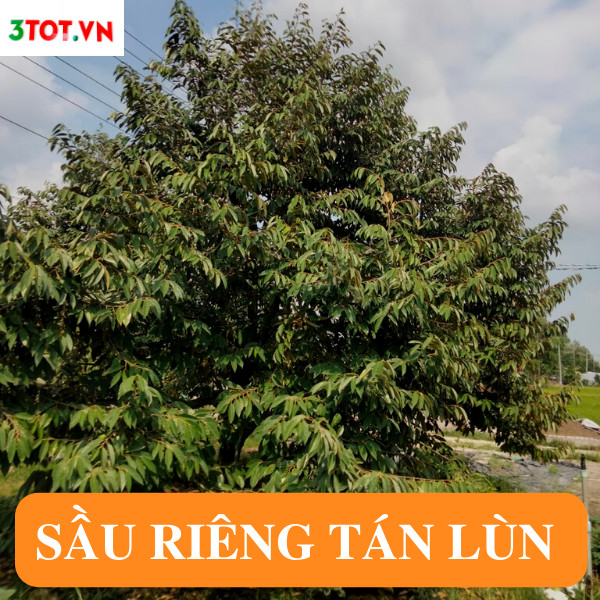 Chăm Sóc Sầu Riêng Tán Lùn - Ghé Thăm Vườn Cô Lập -An Giang Chăm Sóc Sầu Riêng Tán Lùn - Ghé Thăm Vườn Cô Lập -An Giang