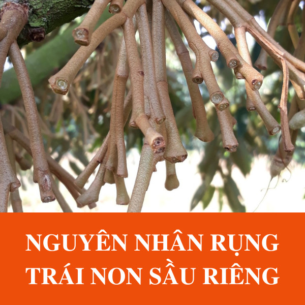 Nguyên Nhân Rụng Trái Non Sầu Riêng Cần Lưu Ý