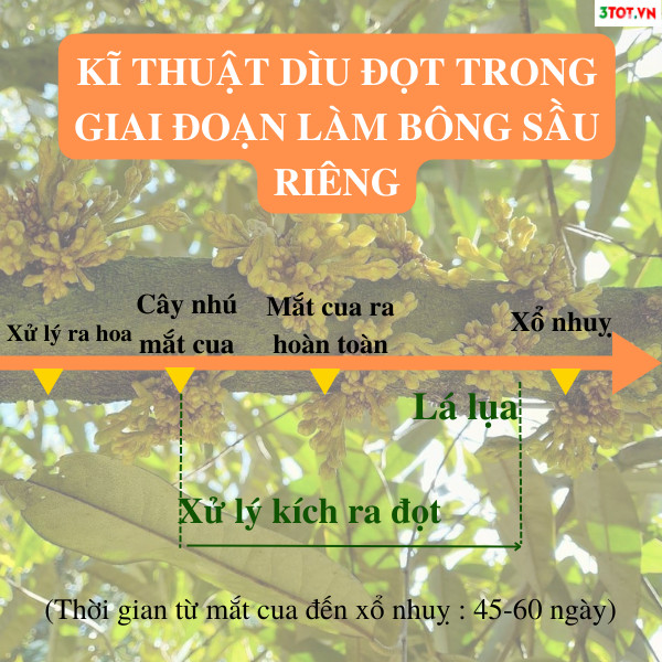 Cách Kéo Đọt Sầu Riêng Giai Đoạn Nhú Mắt Cua Thành Công?