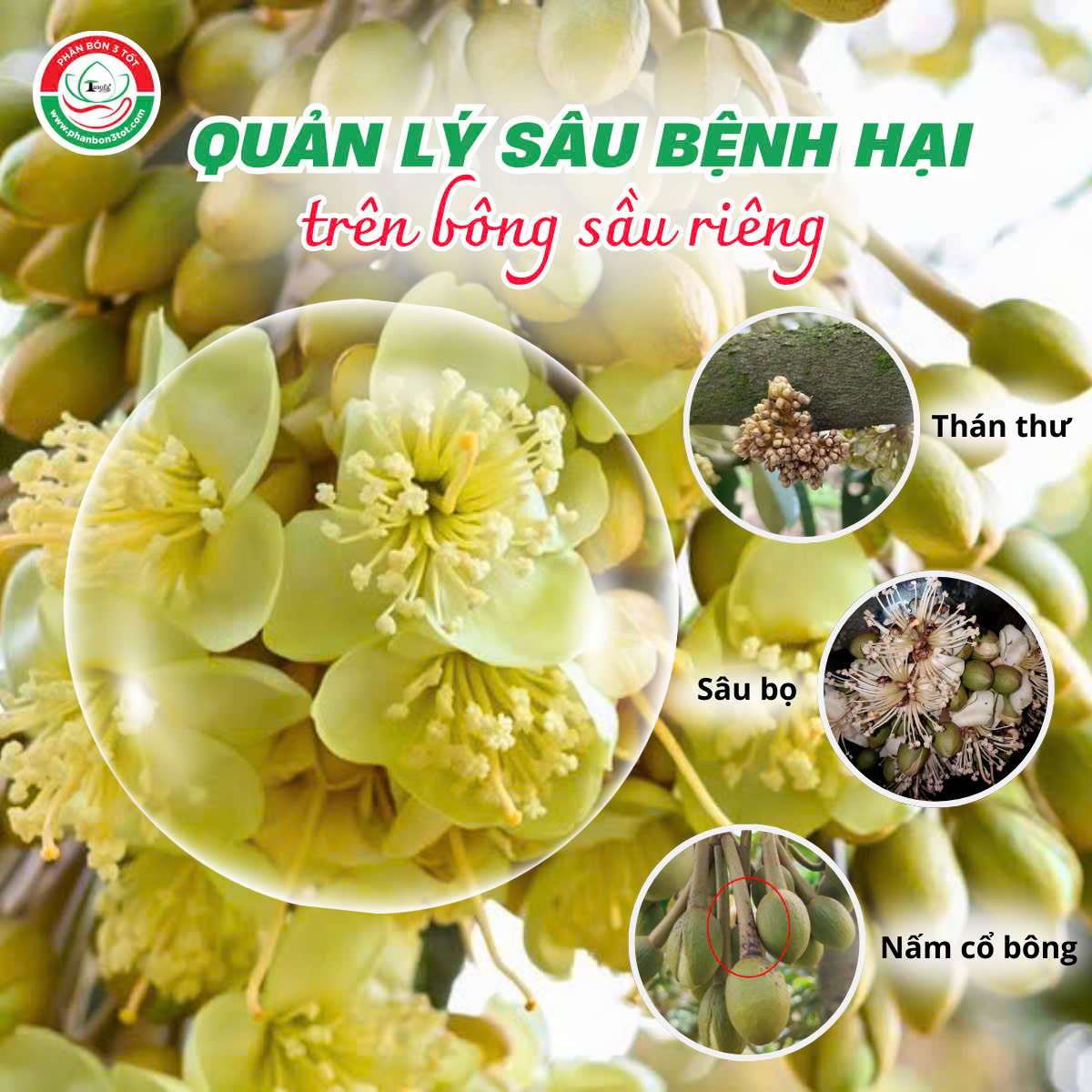 QUẢN LÝ SÂU BỆNH HẠI TRÊN BÔNG SẦU RIÊNG QUẢN LÝ SÂU BỆNH HẠI TRÊN BÔNG SẦU RIÊNG
