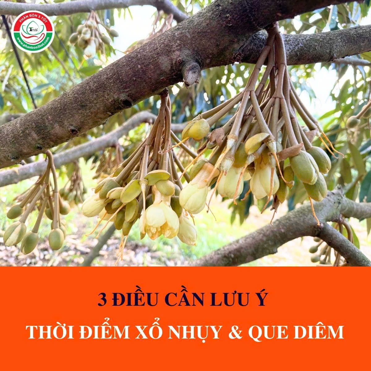 3 ĐIỀU CẦN LƯU Ý THỜI ĐIỂM XỔ NHỤY VÀ QUE DIÊM  3 ĐIỀU CẦN LƯU Ý THỜI ĐIỂM XỔ NHỤY VÀ QUE DIÊM