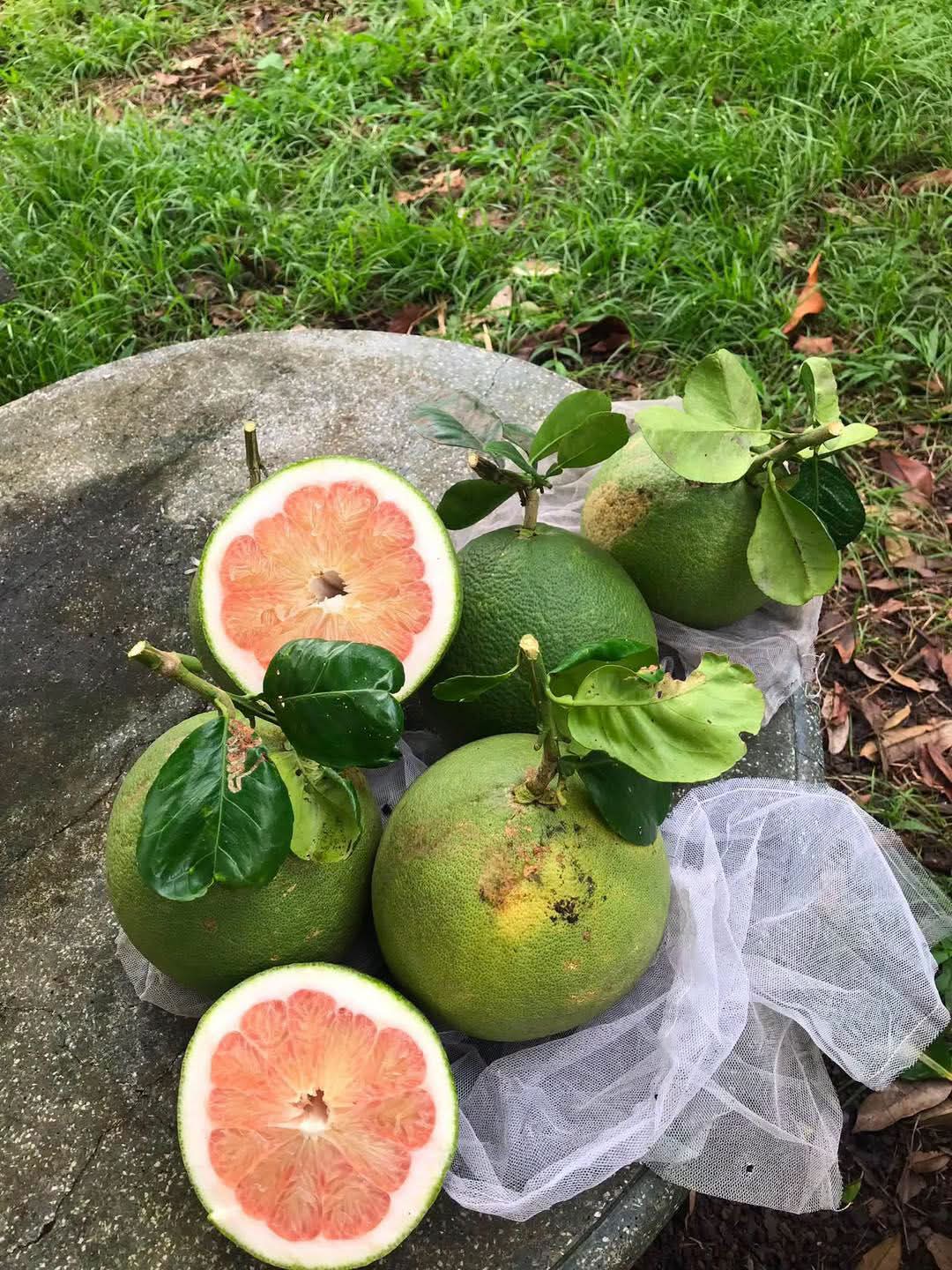 🍊 BƯỞI DA XANH VƯỜN TÂM ĐỨC – HƯƠNG VỊ KHIẾN KHÁCH OM PHẢI THƯƠNG NHỚ ☺️