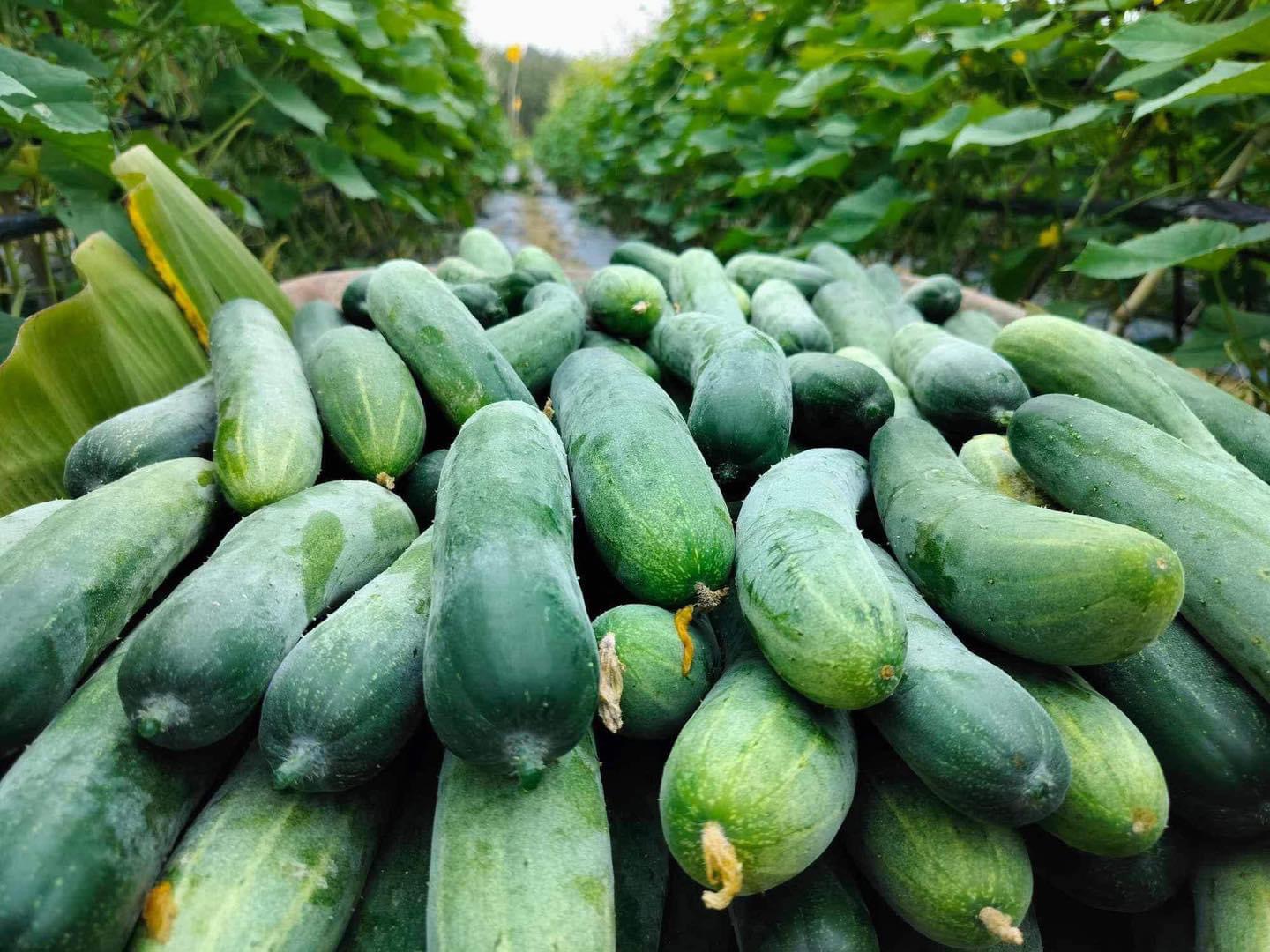 NIỀM VUI TRỒNG VƯỜN