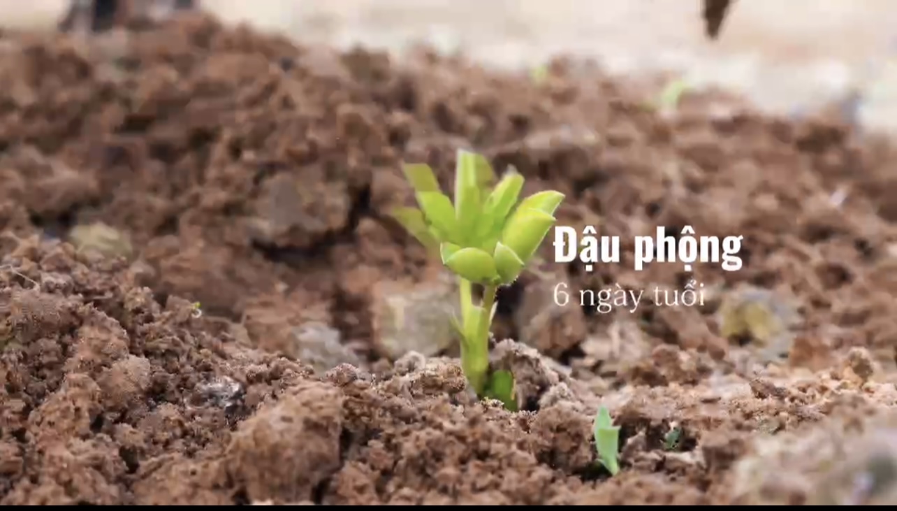 HẠT ĐẬU PHỘNG TƯƠI SAU 6 NGÀY ĐƯỢC HOÀ MÌNH VÀO ĐẤT 🌱🌱🌱
