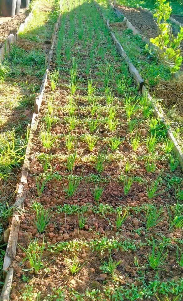 Ngày Nảy Ngày Nay … Trong khu vườn rau