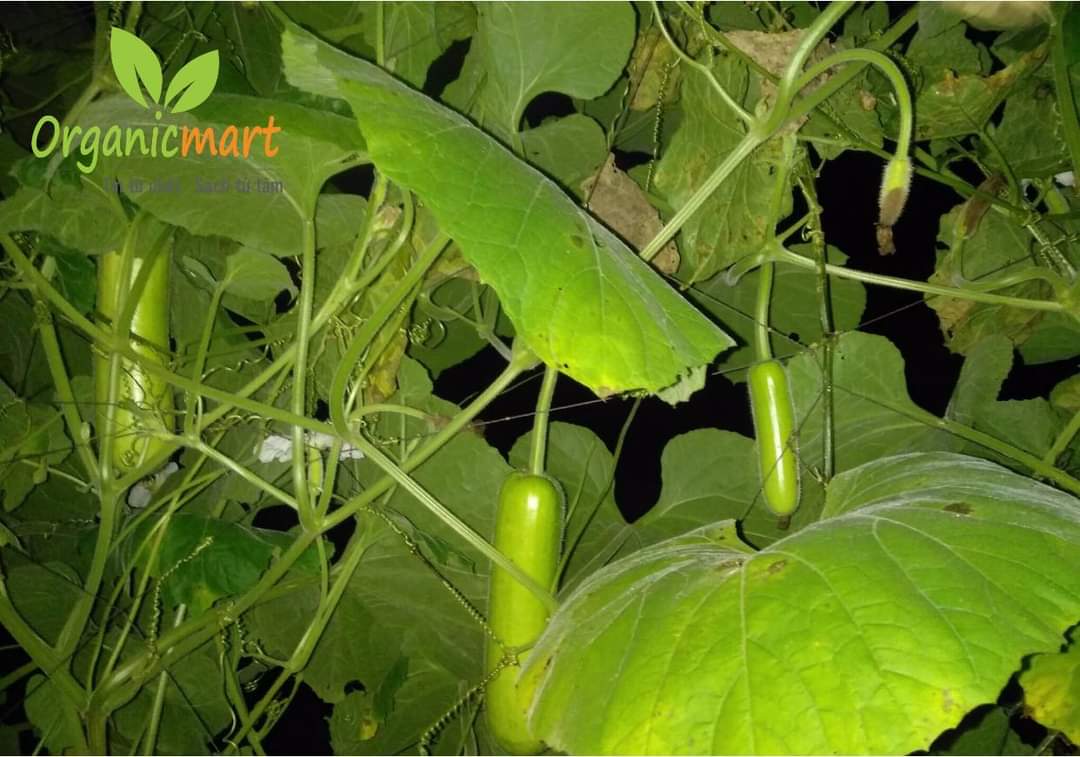 NỖI LÒNG MÙA DỊCH