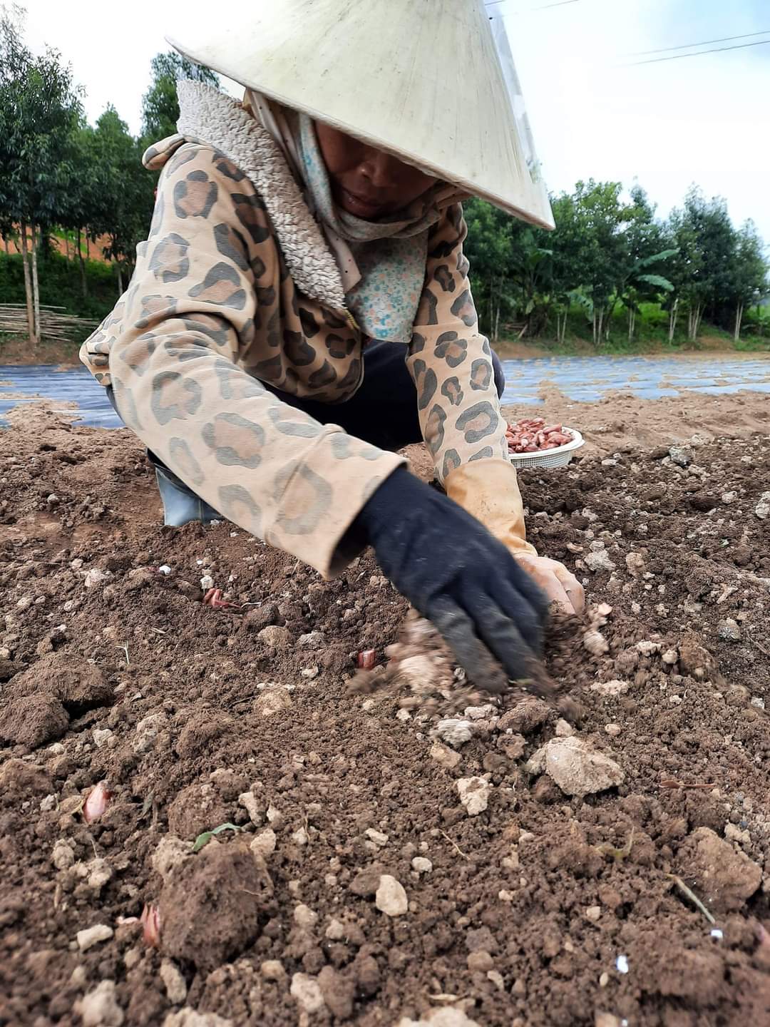 ĐỢI CHỜ QUẢ NGỌT
