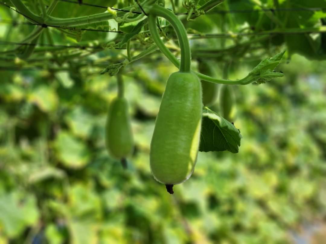 GIEO MỘT HẠT MẦM