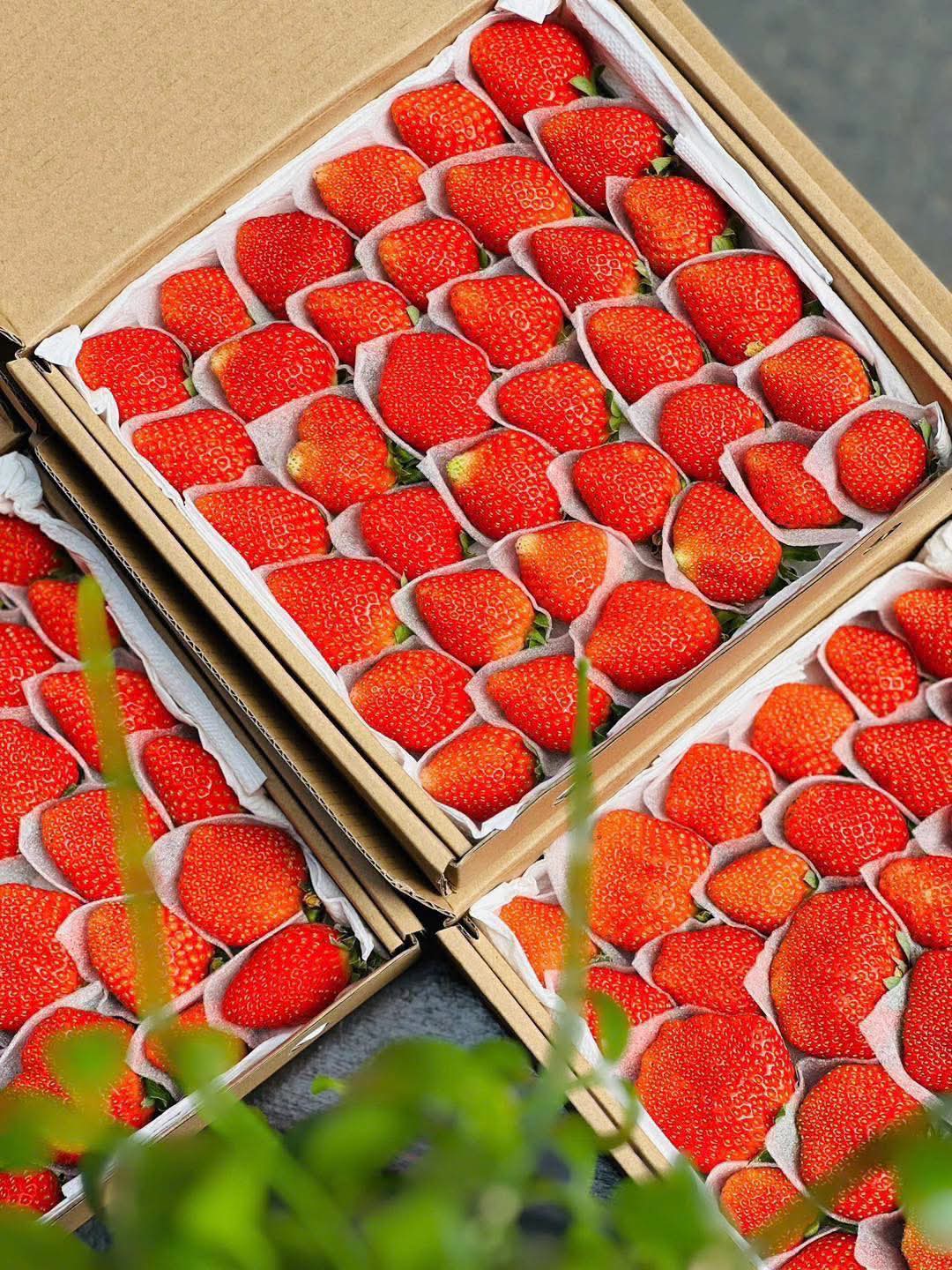 🍓 VÌ SAO CHỌN DÂU TÂY HƯỚNG HỮU CƠ??