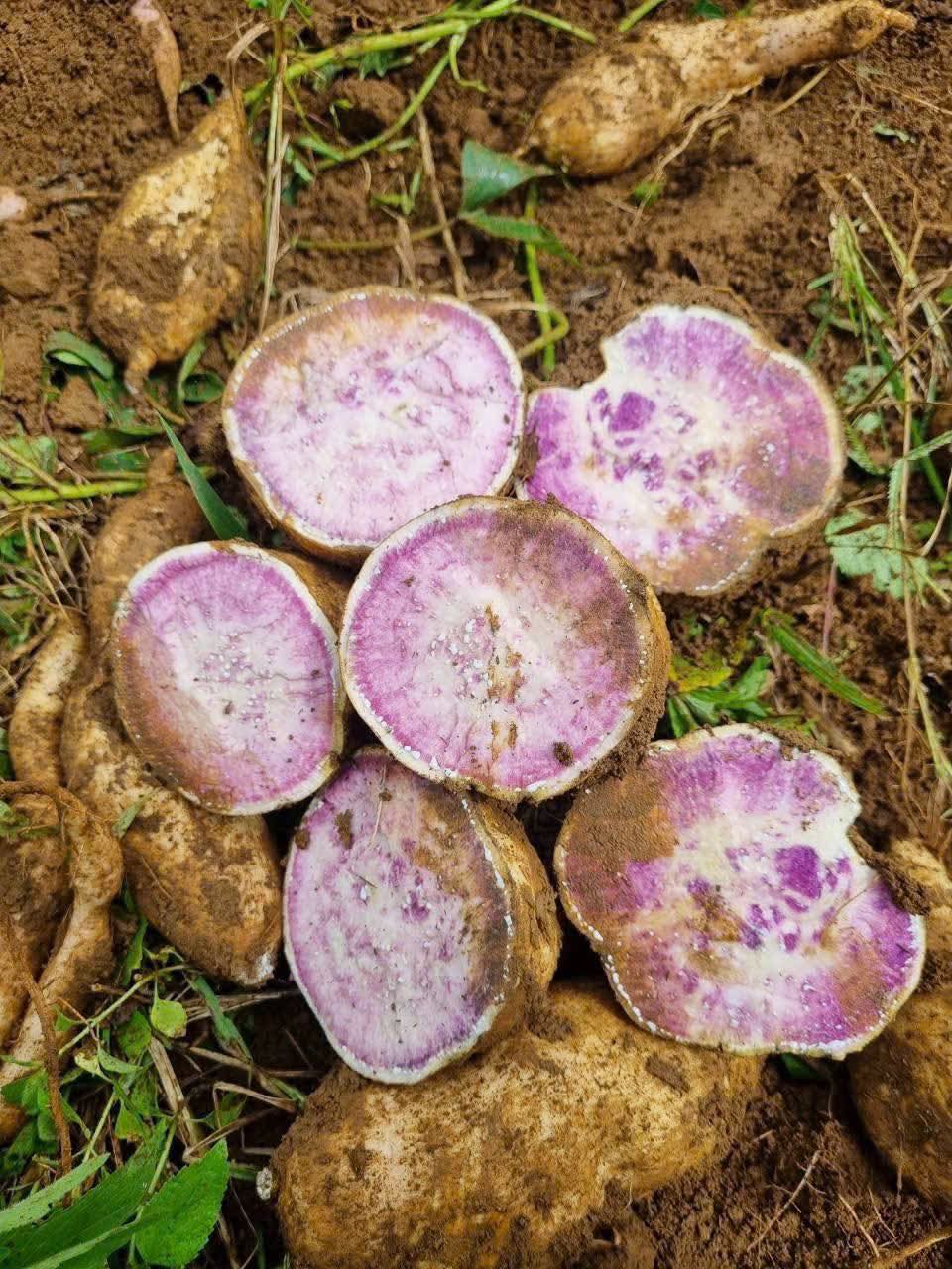 KHOAI LANG ÚC CANH TÁC HỮU CƠ 🍀