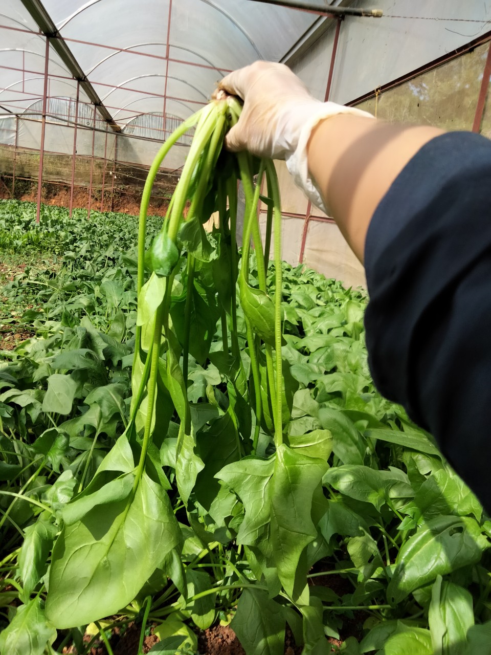 THỰC PHẨM GIÚP TĂNG SỨC ĐỀ KHÁNG