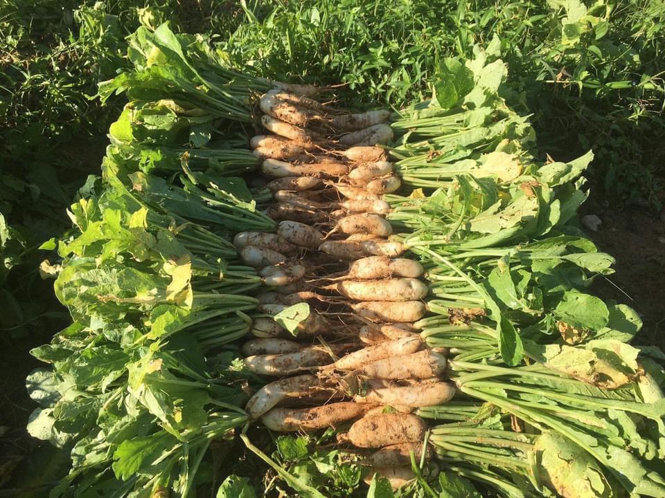 NÔNG NGHIỆP HỮU CƠ