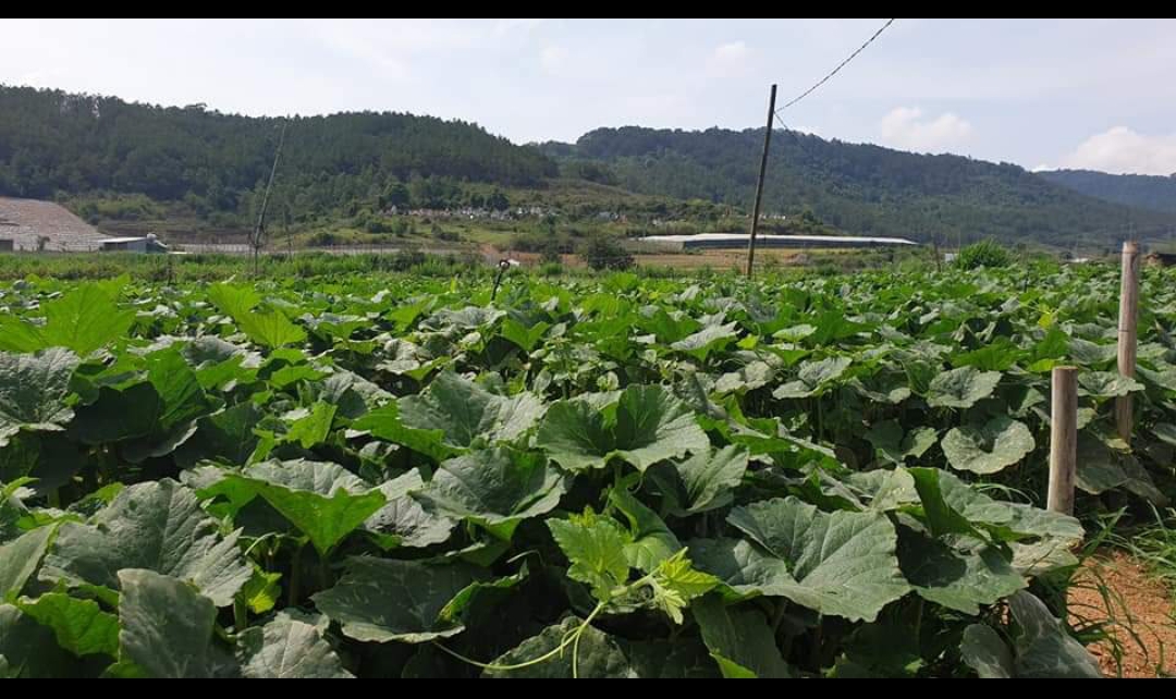 NGÀY LẬP FARM