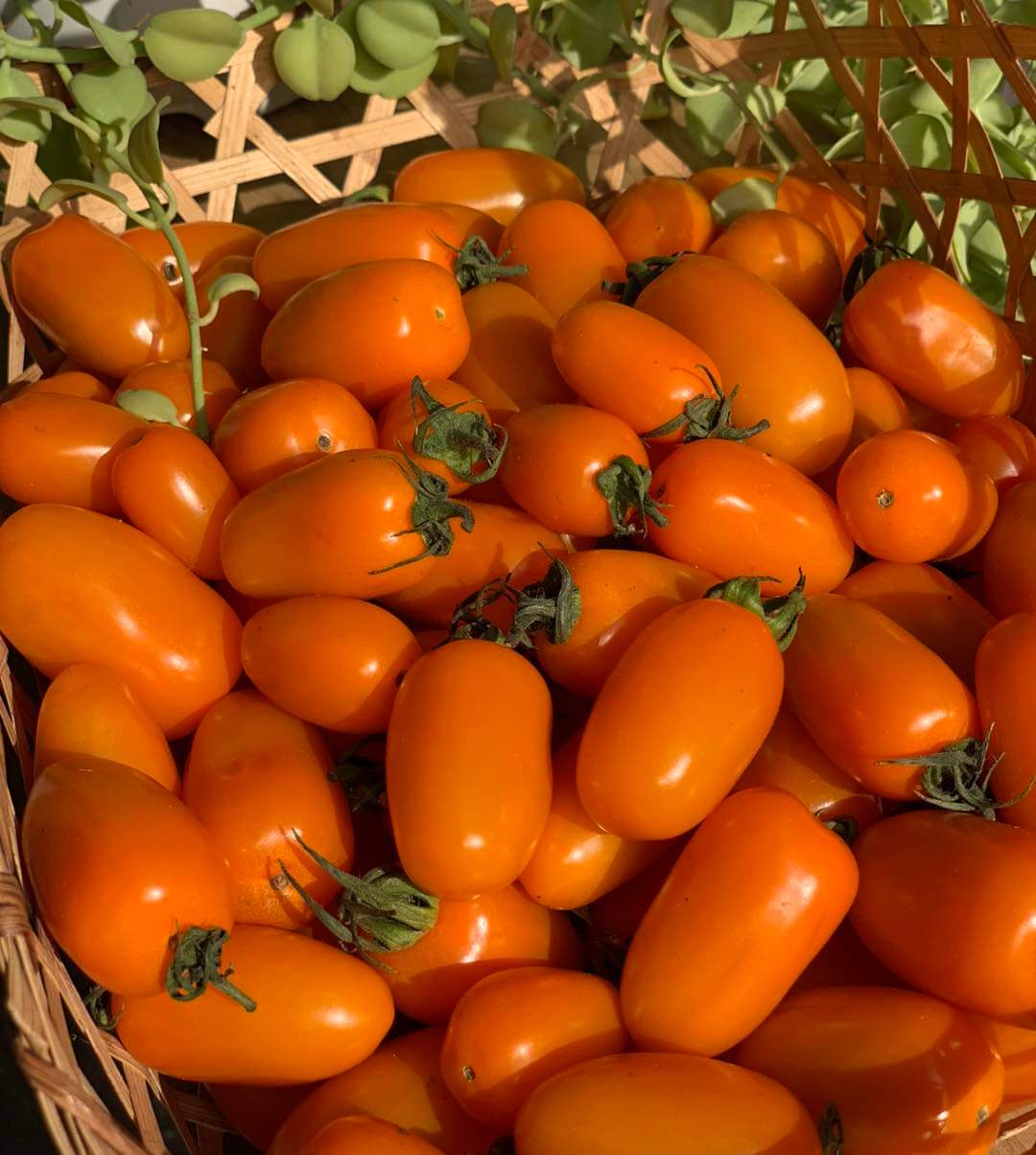 3. Lợi ích sức khỏe từ việc uống Nước Ép Cà Chua Cam Sữa