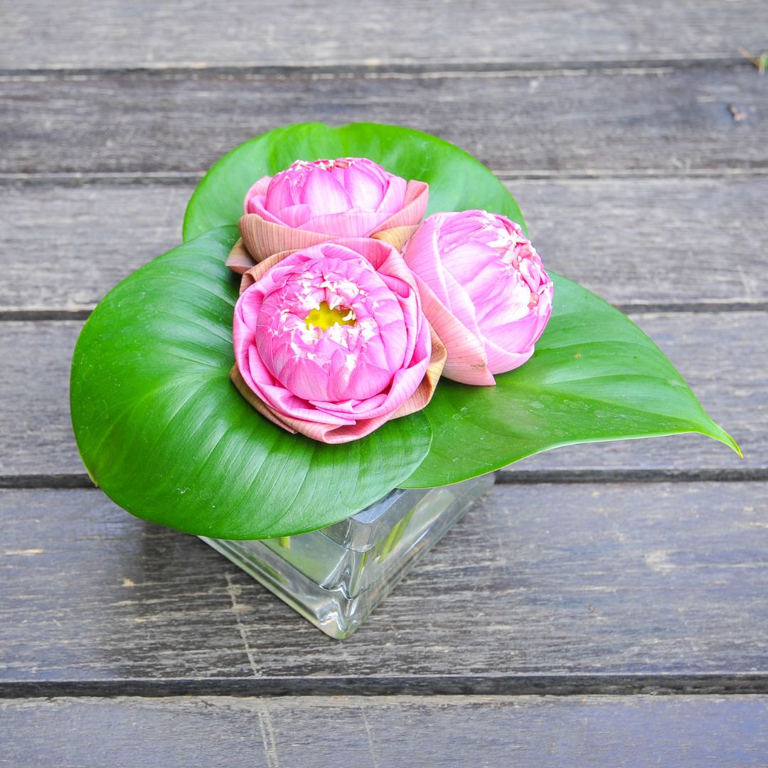Hạ về là sen nở. Chị em Việt không thể cưỡng lại vẻ đẹp thuần khiết của loài hoa nhẹ nhàng mà thanh tao này.