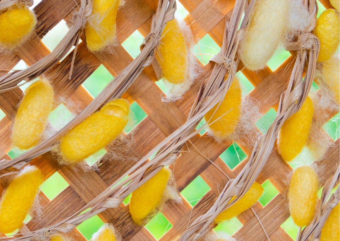 Gửi Lụa Tơ Tằm Từ Hội An Đến Paris Gửi Lụa Tơ Tằm Từ Hội An Đến Paris