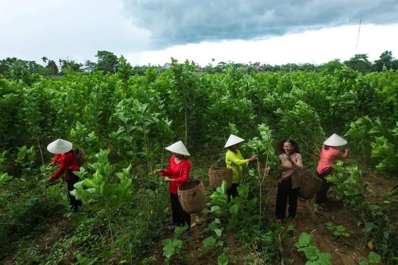 Bà chúa Tằm Tang và “con đường tơ lụa trên biển”