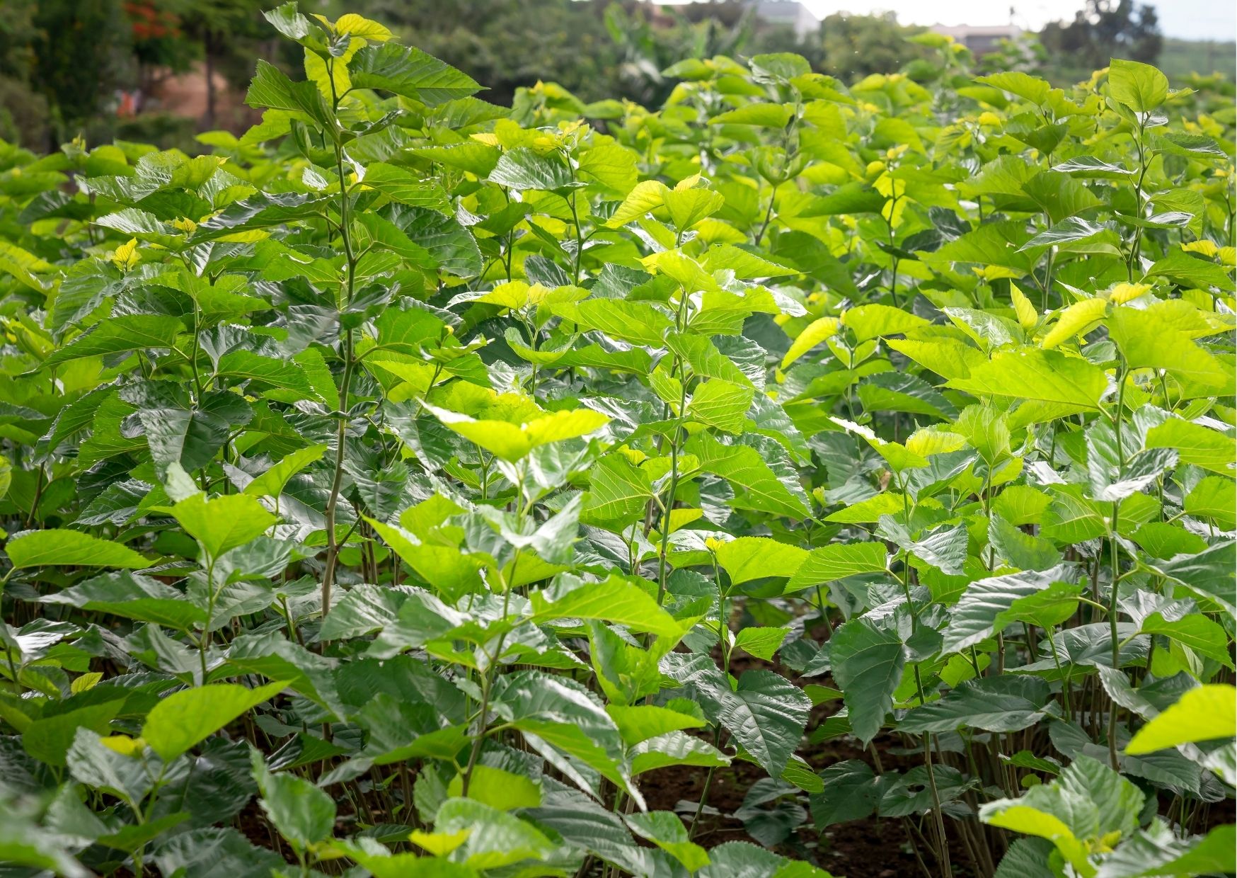 Khắp đất nước Việt Nam, chỗ nào cũng có cây dâu tằm sinh trưởng