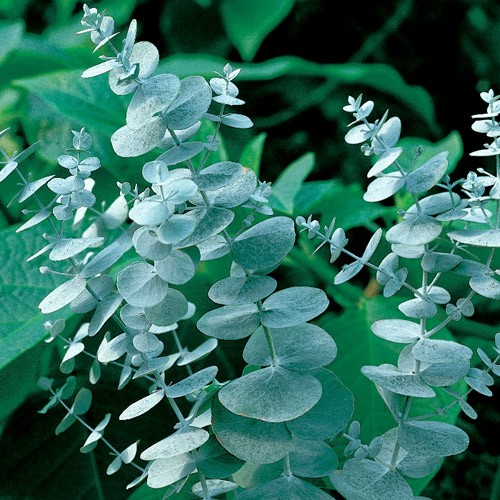 Chậu cây khuynh diệp - Cây Đô La