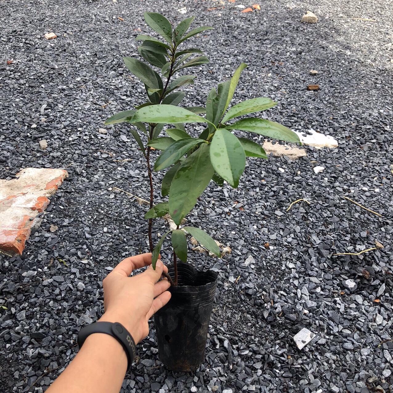 [Cây giống] Cherry Brazil - Grumichama (Eugenia brasiliensis) giống chuẩn, chịu nhiệt tốt, cực sai trái - cây cao 30-50cm, trồng khoảng 18 tháng cho trái