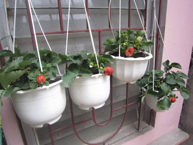 CÁCH TRỒNG VÀ CHĂM SÓC DÂU TÂY TẠI NHÀ CHO TRÁI CHÍN ĐỎ MỌNG