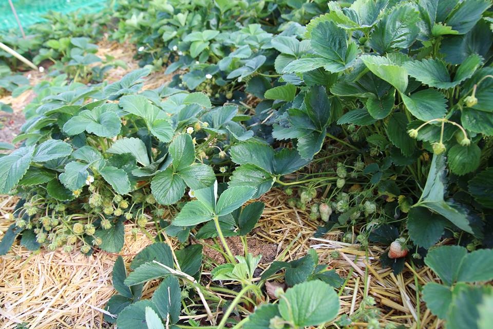 TẠI SAO DÂU TÂY RA HOA NHƯNG KHÔNG ĐẬU QUẢ?