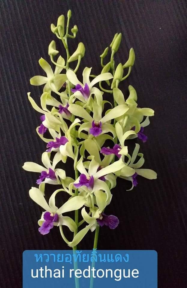 Chậu cây lan Dendro nắng xưa Uthai - giống nhập Thái - hoa cực thơm, bền tới 1 Chậu Cây Lan Dendro Nắng Xưa Uthai - Giống Nhập Thái - Hoa Cực Thơm, Bền Tới 1
