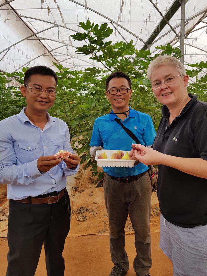Những điều cần biết khi trồng cây Sung Mỹ Trí Nguyễn
