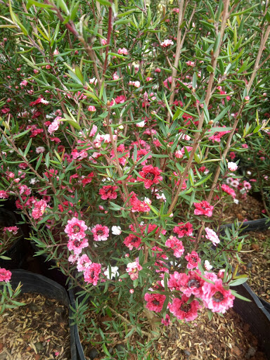 Cây Nhất Chi Mai - Tùng Tuyết Mai hàng sẵn nụ - cây hoa Tết 2020
