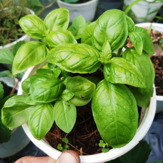 Chậu cây húng tây, cây gia vị, Basil Chậu Cây Húng Tây, Cây Gia Vị, Basil