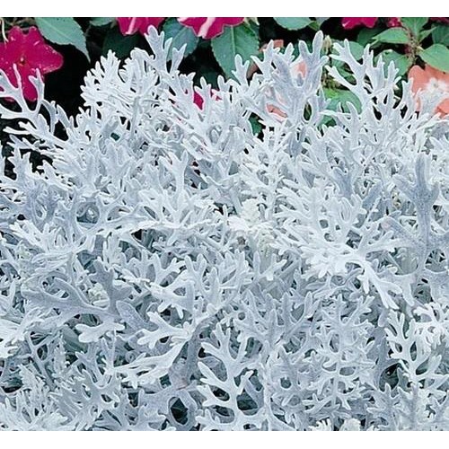 Chậu cây Cúc Lá Bạc - Cúc Ren Bạc - Silver Dust Dusty Miller