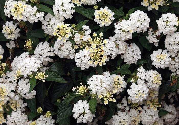 Chậu cây giống hoa ngũ sắc màu trắng rũ - Màu hiếm dành cho khách sưu tầm