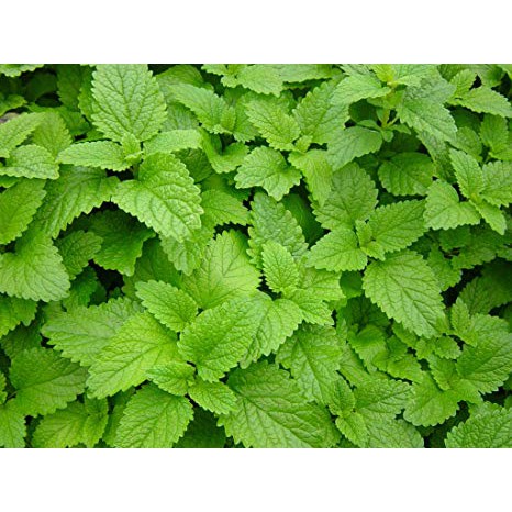 Chậu cây Bạc Hà Chanh Sả - Lemon Balm