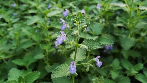 Gói 50 hạt giống Catnip Cỏ Mèo Gói 50 Hạt Giống Catnip Cỏ Mèo
