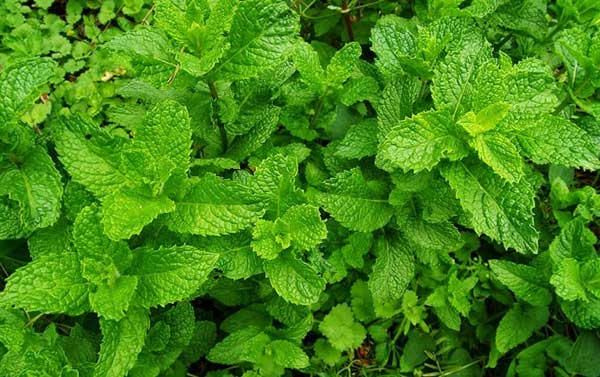 Chậu cây Bạc Hà Mèo - Catnip - Cat Mint