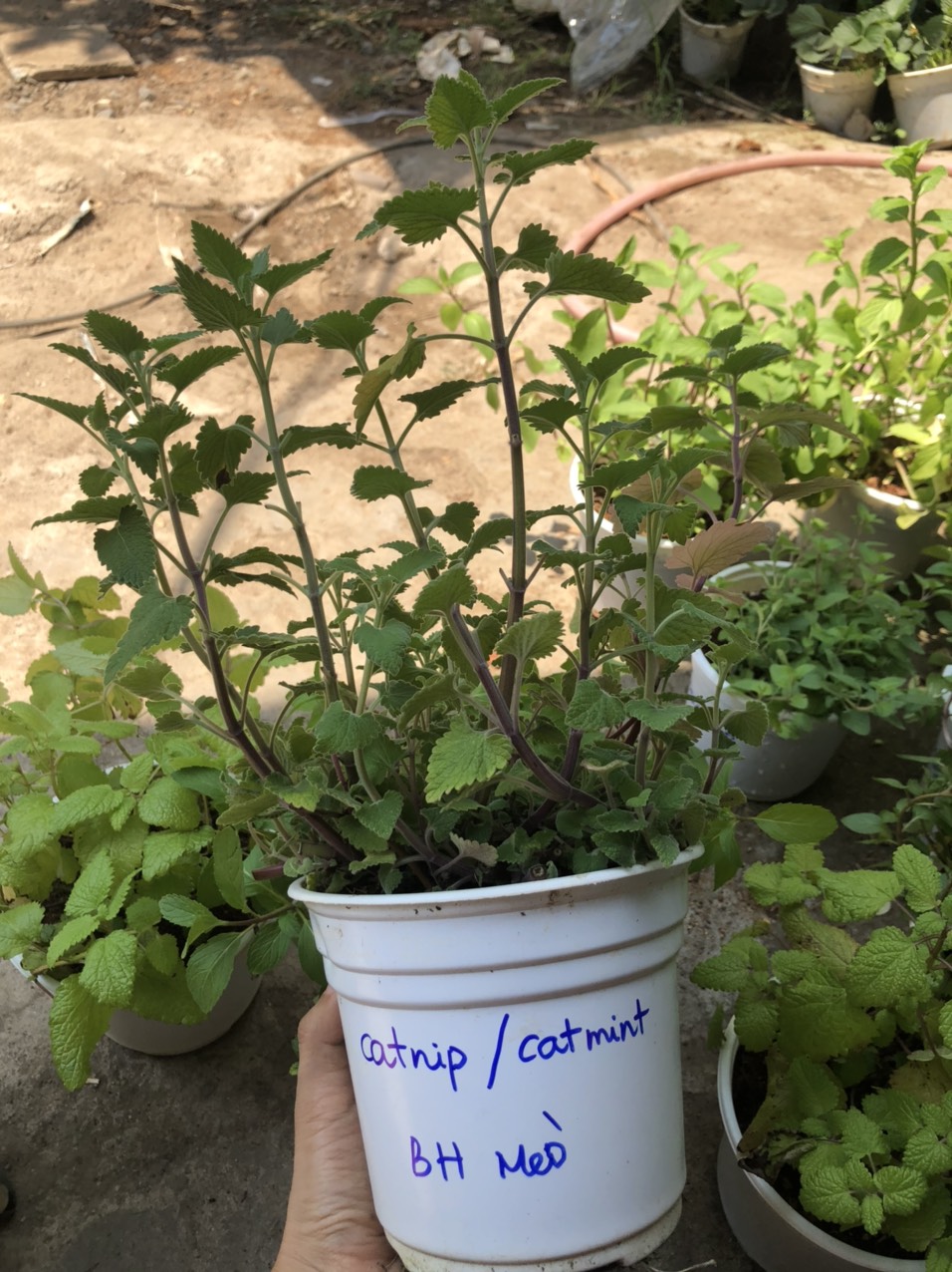 Chậu cây Bạc Hà Mèo - Catnip - Cat Mint