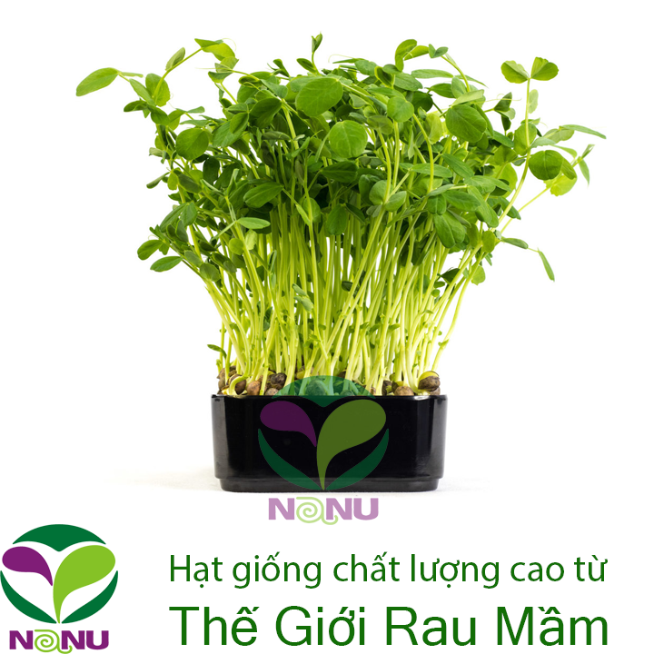 Gói 1Kg Hạt Giống Rau Mầm Đậu Hà Lan_ Thế Giới Rau Mầm